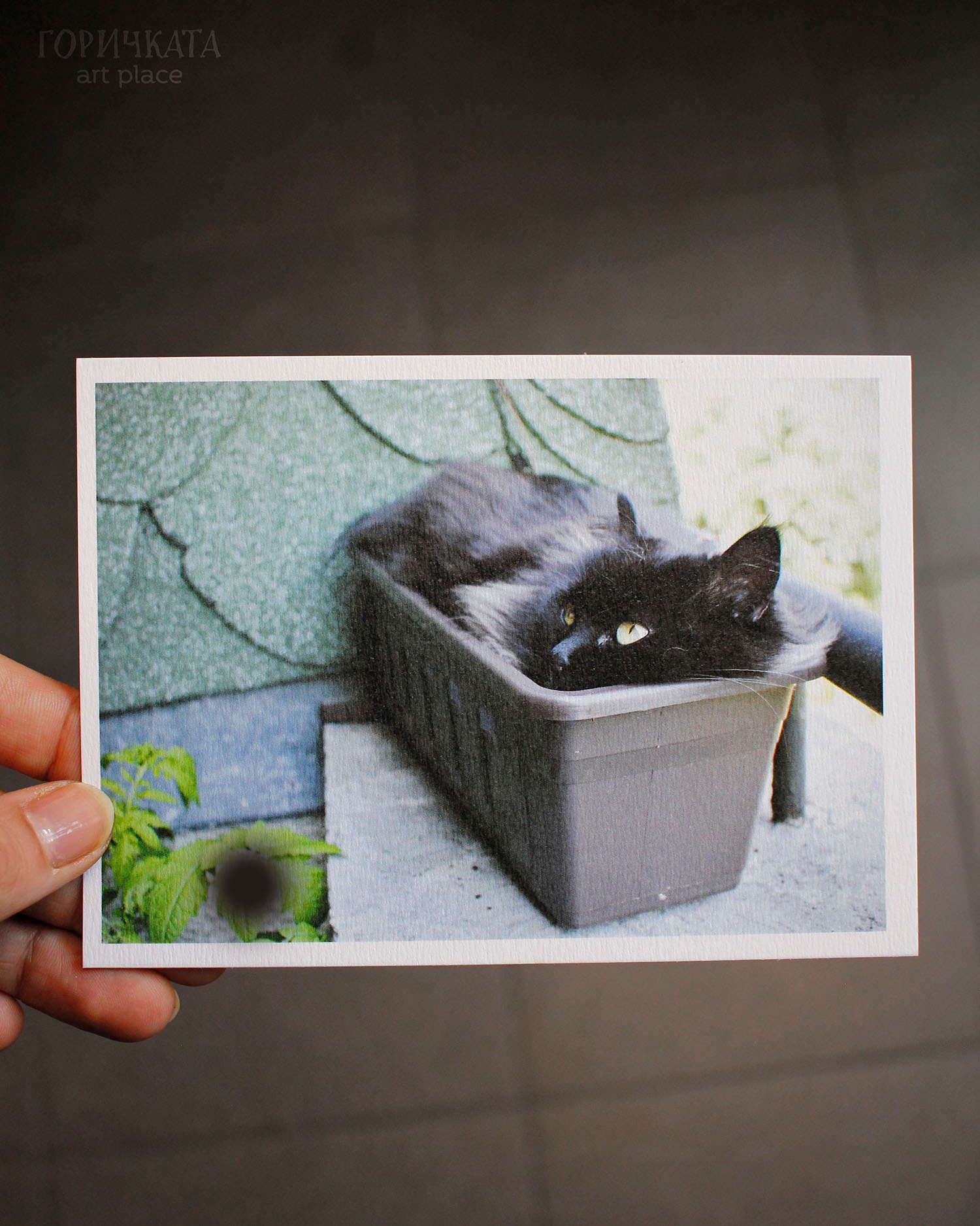 Картичка с авторска фотография "Котка в саксия"