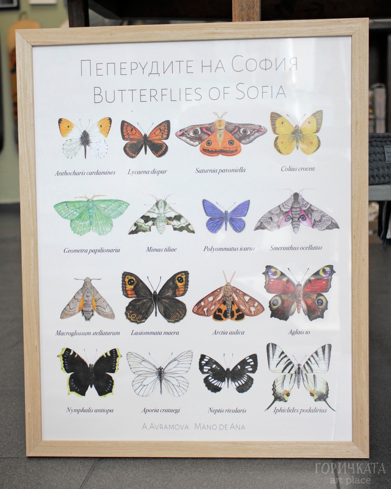 Авторски плакат "Пеперудите на София", А3
